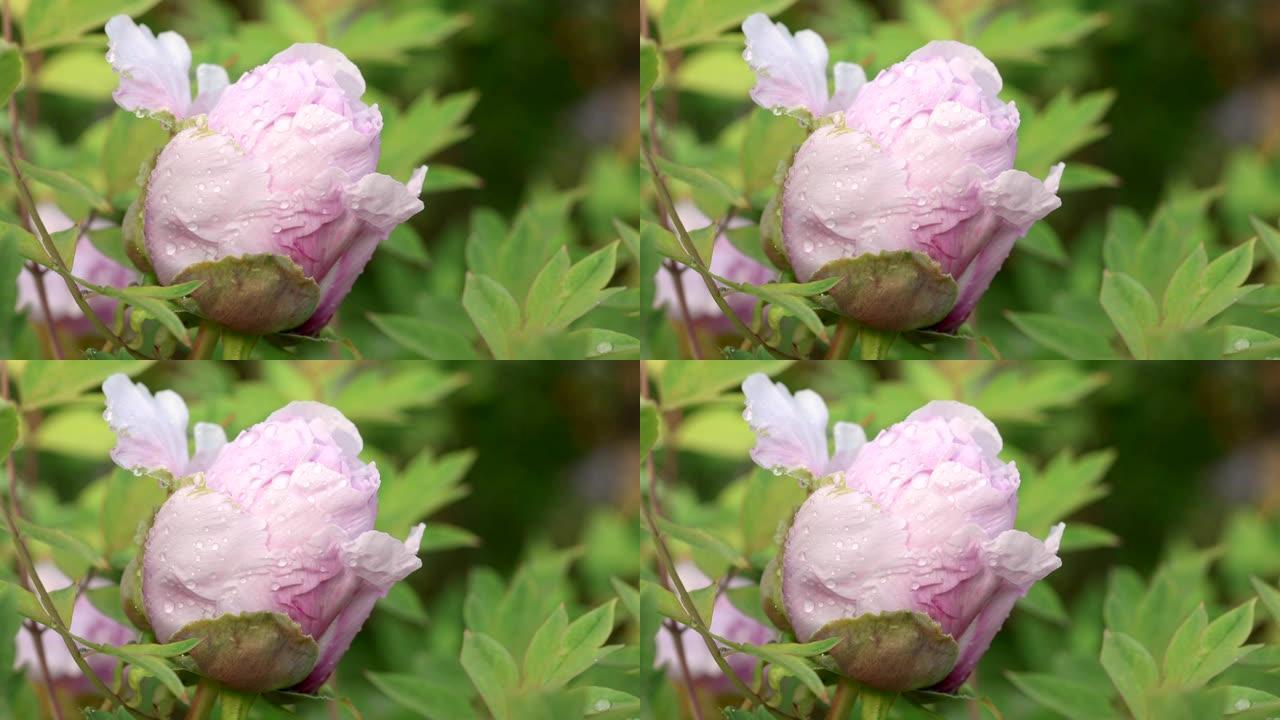 雨后粉红牡丹花