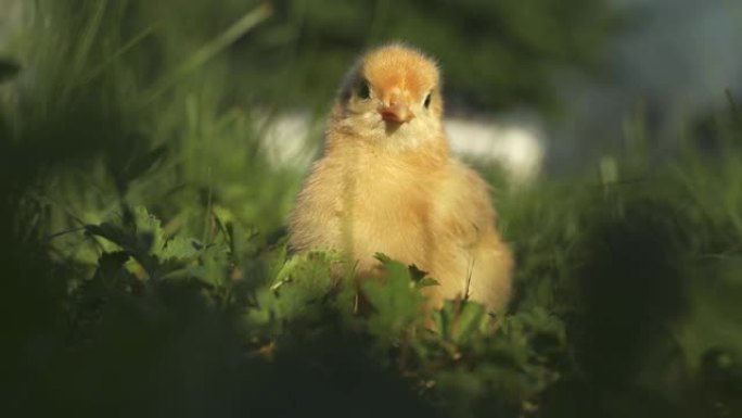 青草上的小鸡。花园里超级可爱的新生鸡