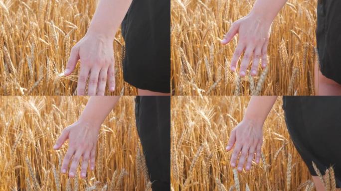 雌性手触摸成熟的小麦小穗在野外乡村景观特写4K。农业收获，当地农业收获概念。在夏季秋季自然村种植谷物