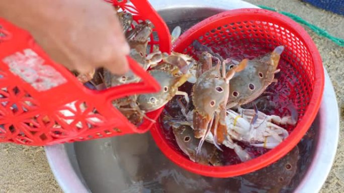 一篮子新鲜捕蟹被转移到盆中的特写视图。
