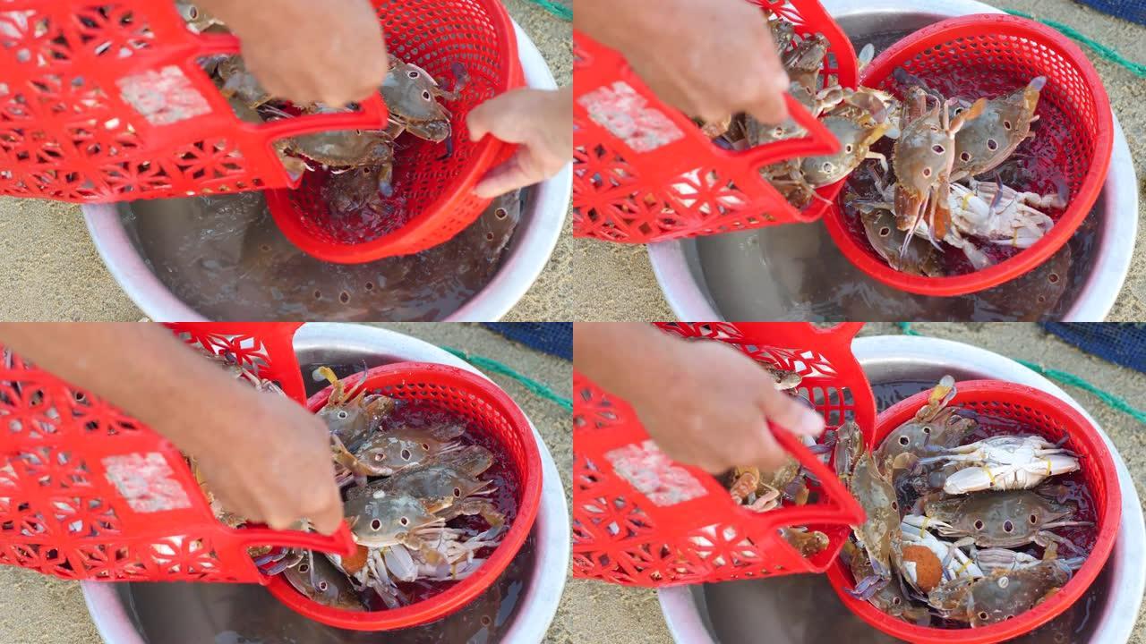 一篮子新鲜捕蟹被转移到盆中的特写视图。