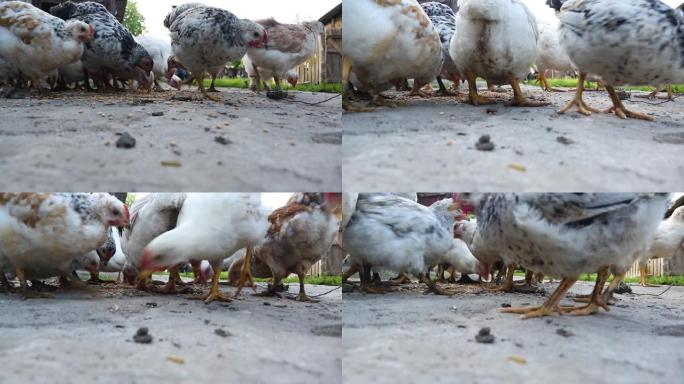 在家禽农场的bar上喂啄食的幼鸡。
