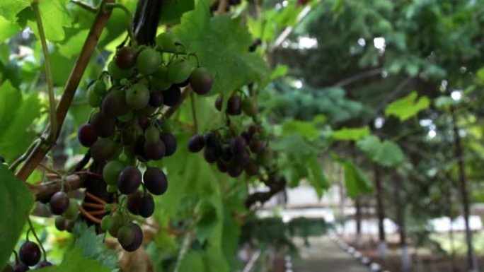 一堆未成熟的葡萄
