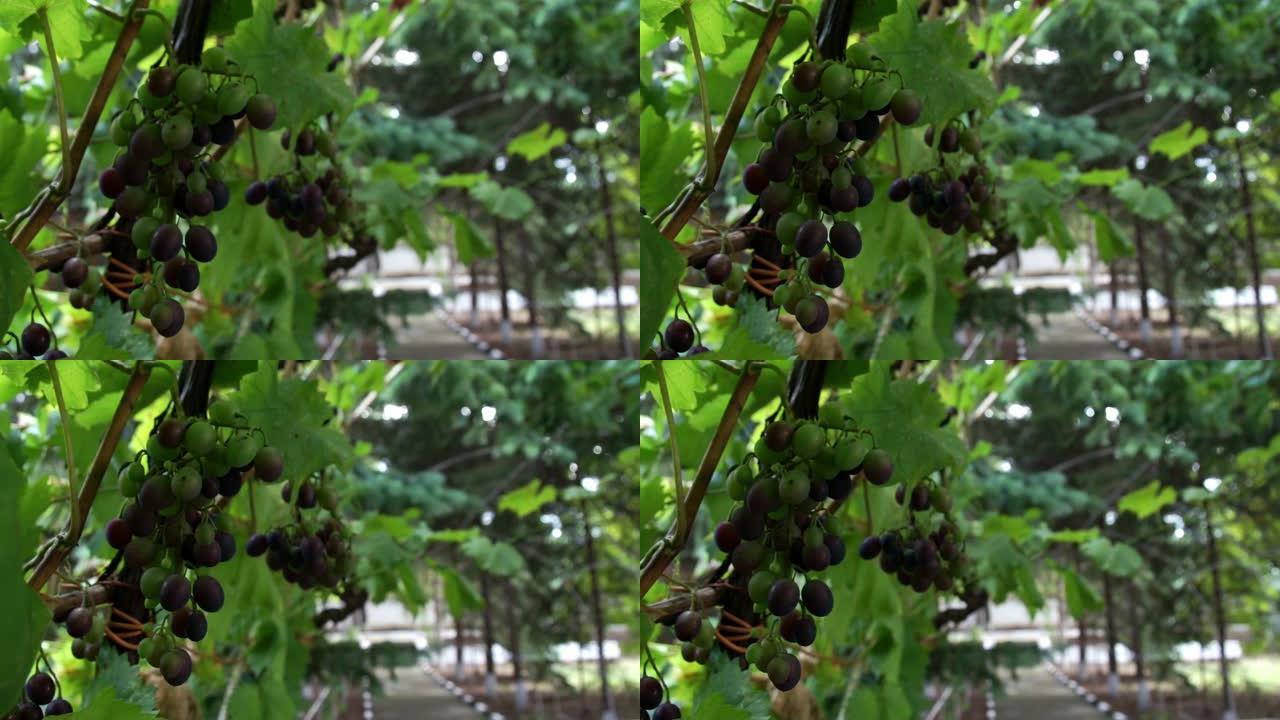 一堆未成熟的葡萄