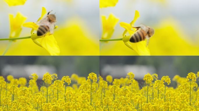 蜜蜂采蜜油菜花实拍镜头