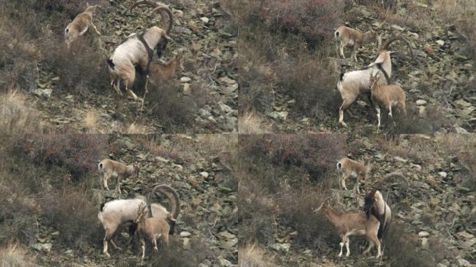 牛黄山羊或大胡子山羊 (lat。Capra aegagrus) 是牛科 (牛科) 的偶蹄类哺乳动物。