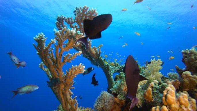 水下热带海洋彩鱼