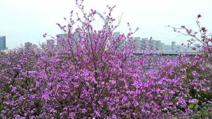 4k柳州紫荆花