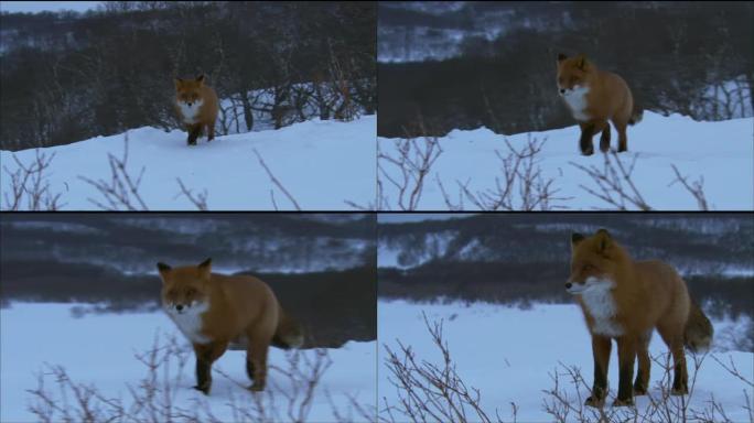 雪地上的狐狸。狐狸，普通或红色狐狸 (Vulpes vulpes) 是狗科的掠食性哺乳动物。红狐狸是