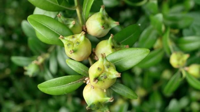 普通黄杨木 (Buxus sempervirens)，水果