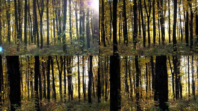 多莉的阳光照耀着秋天森林里高高的树干。温暖的阳光照亮枫树茂盛的叶子。晴天美丽的自然景观。关闭慢动作