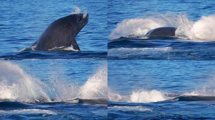 驼背鲸 (Megaptera novaeangliae) 在毛伊岛附近破裂。在夏威夷群岛座头鲸国家海