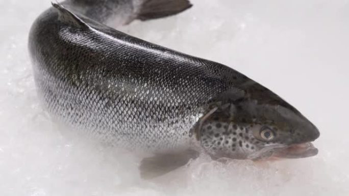 在冰上未煮过的新鲜全鲑鱼海鲜。
