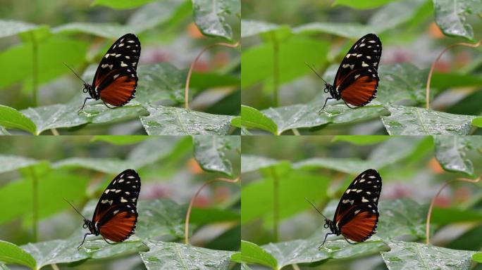 虎长翼/赫卡莱长翼/金长翼/金色海利康安 (Heliconius Hecale) 从墨西哥到秘鲁亚马