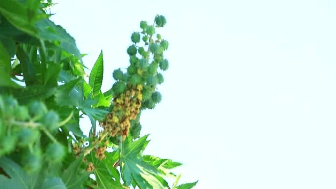 蓖麻油植物被归类为灌木或小型多年生植物，高度可达6米
