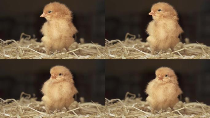 小鸡在巢中偷吃家禽饲养鸡苗鸡雏