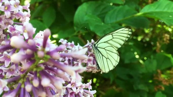 白白菜蝴蝶粉蝶从丁香花中飞来。慢动作