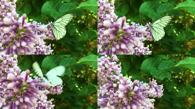 白白菜蝴蝶粉蝶从丁香花中飞来。慢动作
