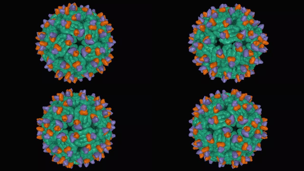 与人抗体 (棕色和紫色) 复合的登革热病毒株 (绿色) 的冷冻电磁结构