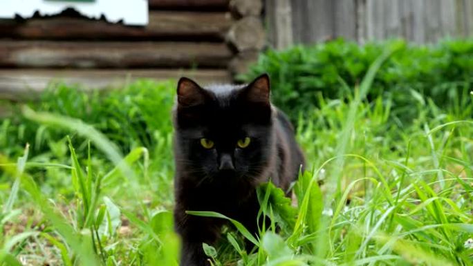 美丽的黑猫在草地上，背景是一座木屋