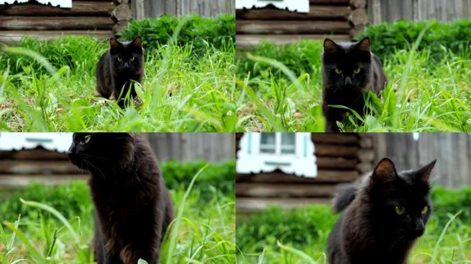 美丽的黑猫在草地上，背景是一座木屋