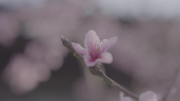 桃花蜜蜂唯美春天花开