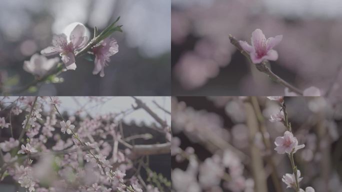 桃花蜜蜂唯美春天花开