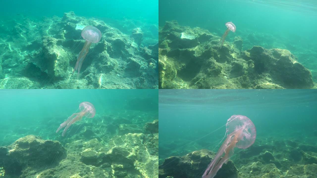 一只小水母在海里自由游动