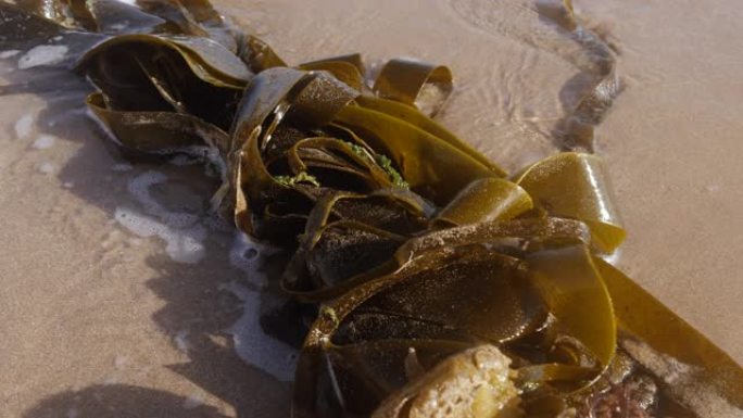 海藻被冲上了摩洛哥索维拉的海滩。