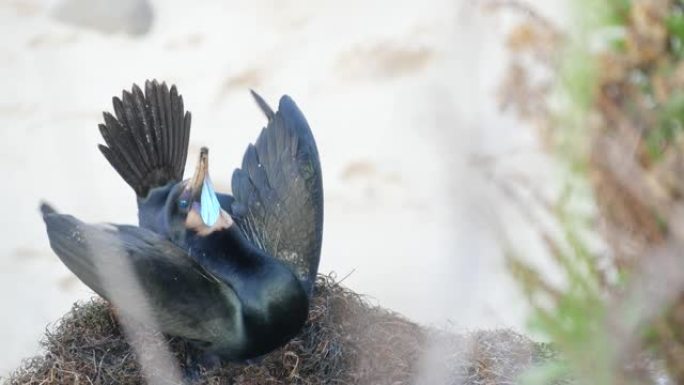双冠鸬鹚在岩石上展示羽毛。太平洋附近悬崖上的海鸟繁殖行为。水鸟交配仪式舞蹈。美国加利福尼亚州圣地亚哥