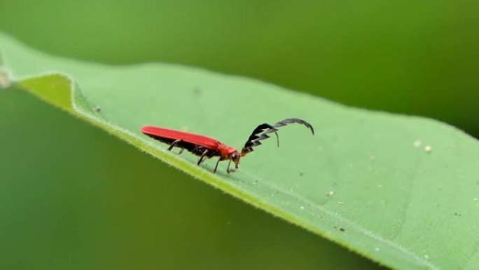 绿叶上的红色长角甲虫。