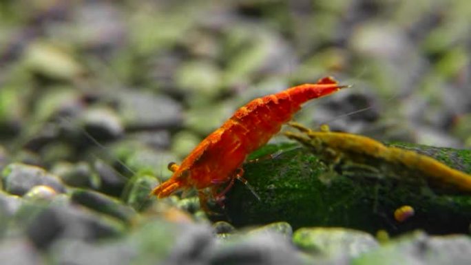 淡水水族馆里的虾。新鱼虾或日利虾。