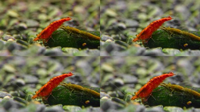 淡水水族馆里的虾。新鱼虾或日利虾。