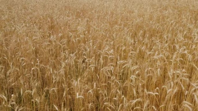 在风做一些大麦运动和相机向前移动的日子里，相机在美丽的麦田上方
