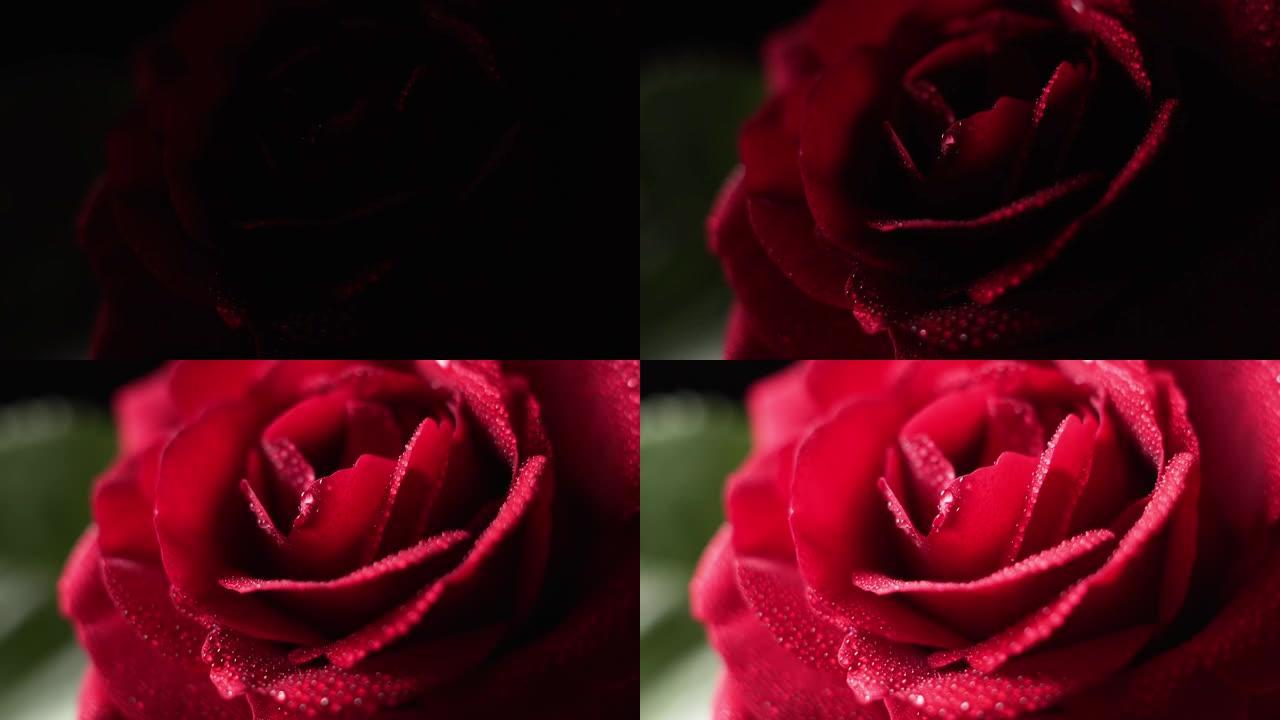 美丽的红玫瑰，水滴在黑色背景上，具有灯光效果，微距拍摄。