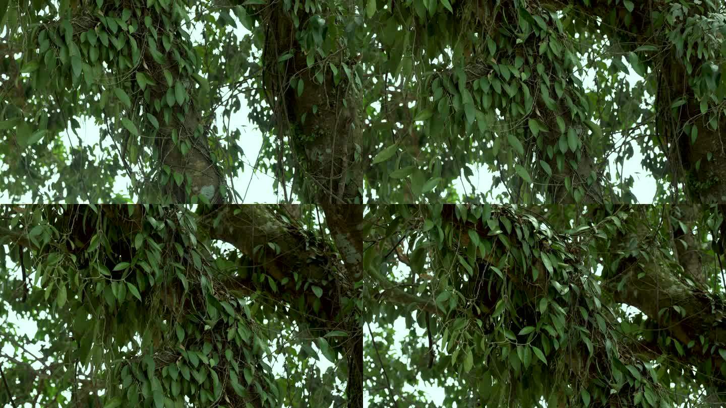 海南植物-上树瓜子