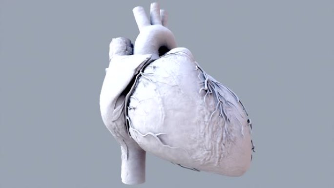 人体心跳解剖动画。