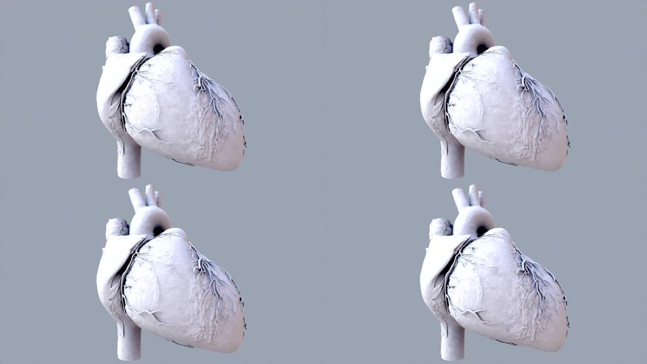 人体心跳解剖动画。