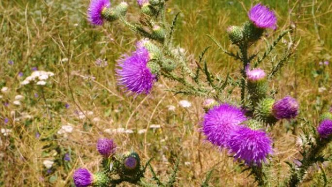 紫色蓟花上的蜜蜂和昆虫会聚集polen。蓟茶匙香菜crispus紫色粉红色野花刺芽茎茎在夏季草地上。