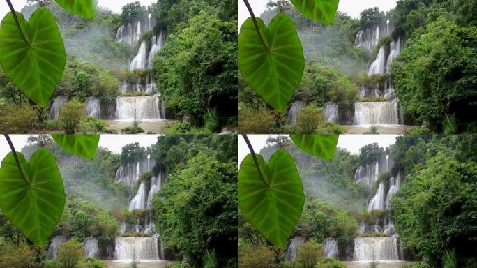 泰国Umphang带Thi Lo Su瀑布的绿叶