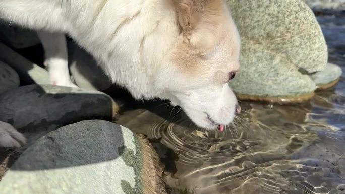 小狗喝水 河水