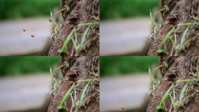 大黄蜂蜂鸟蜂巢黄蜂队
