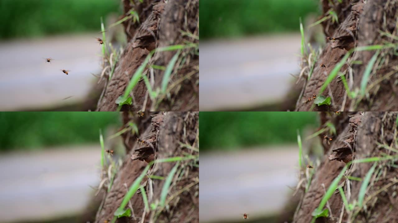 大黄蜂蜂鸟蜂巢黄蜂队