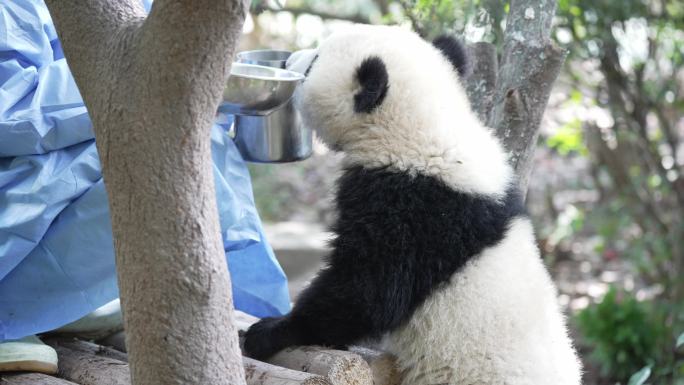 饲养员给熊猫宝宝喂水
