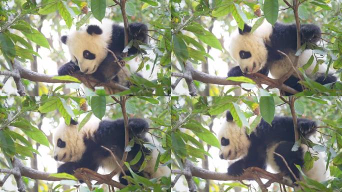 爬树的熊猫宝宝