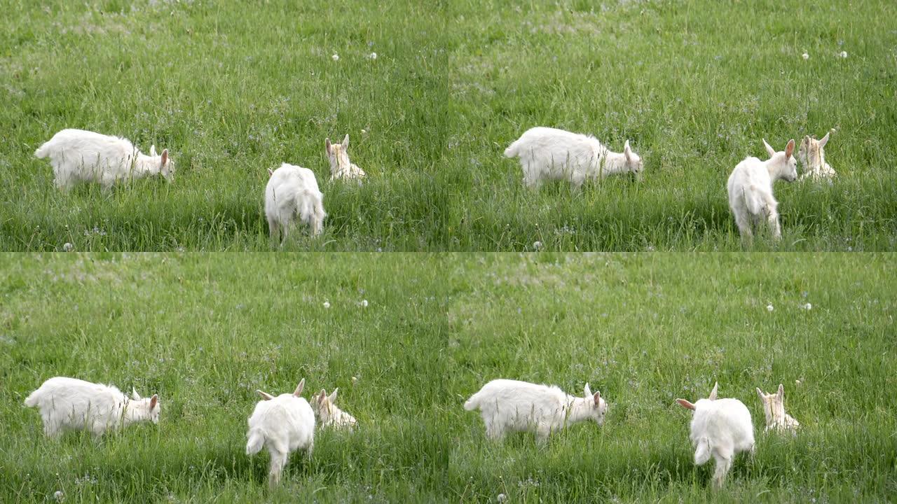 一群山羊在草地上蔓延
