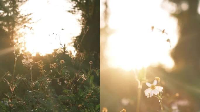 日落时分 树林花草逆光