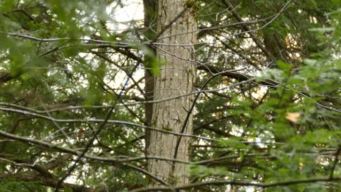 可爱的小棕色爬山虎鸟在北美森林中爬上树干