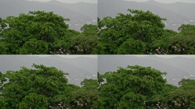 背景为城市景观的树木上的热带雨和风的慢动作