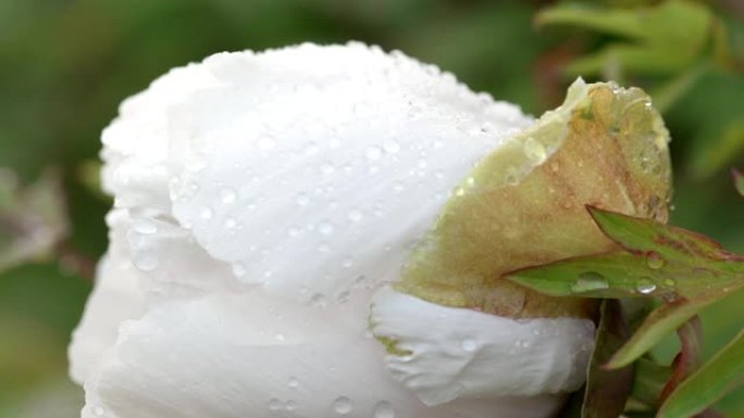雨后白牡丹花